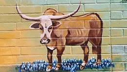 Site image highlighting local art: Graffiti image longhorn cow, Bevo, standing in bluebonnets.
